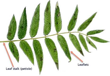 Simple pinnate deals leaf